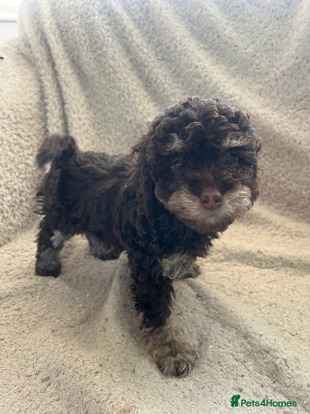 Toy Poodle dogs for sale: Toy poodle puppies - Advert 17