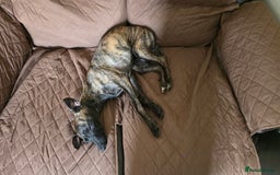 Mixed Breed dogs for sale: Poppy, Whippet x Lakeland terrier. Beautiful! - Image 14
