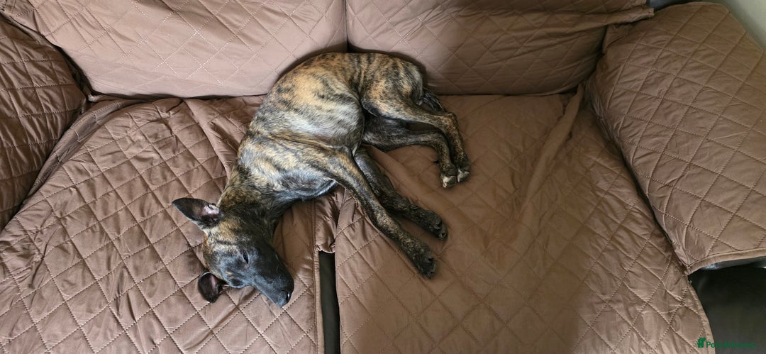 Mixed Breed dogs for sale: Poppy, Whippet x Lakeland terrier. Beautiful! - Image 14