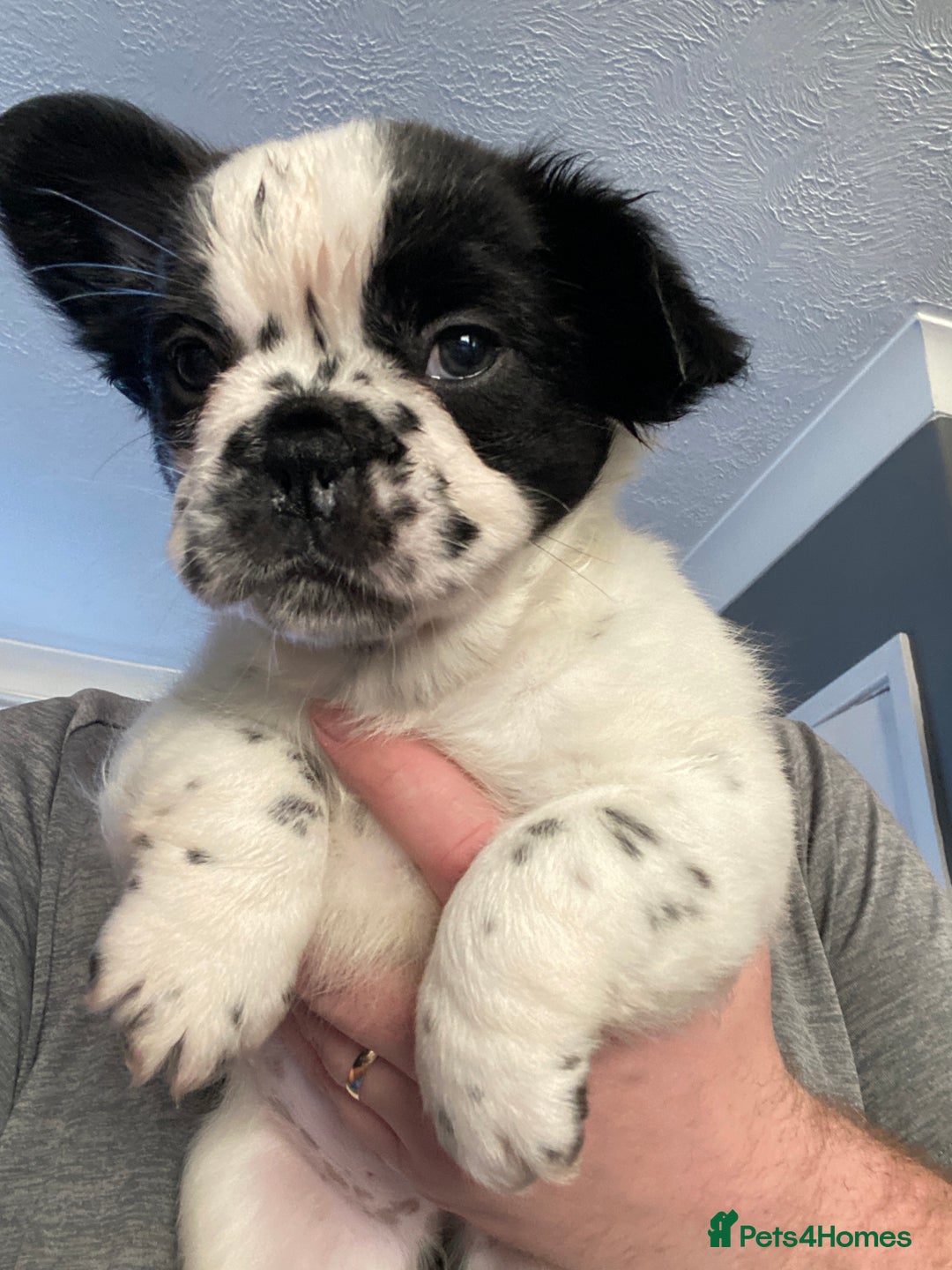 French Bulldog dogs for sale: French bulldogs puppy’s for sale - Advert 25