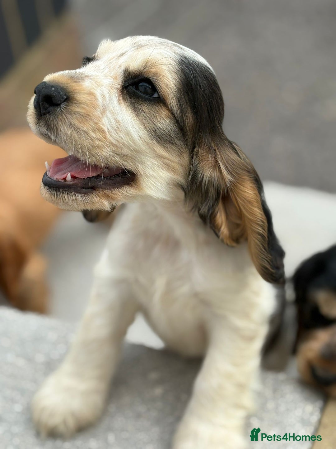 Cocker Spaniel dogs for sale: Gorgeous show cockers  - Image 2