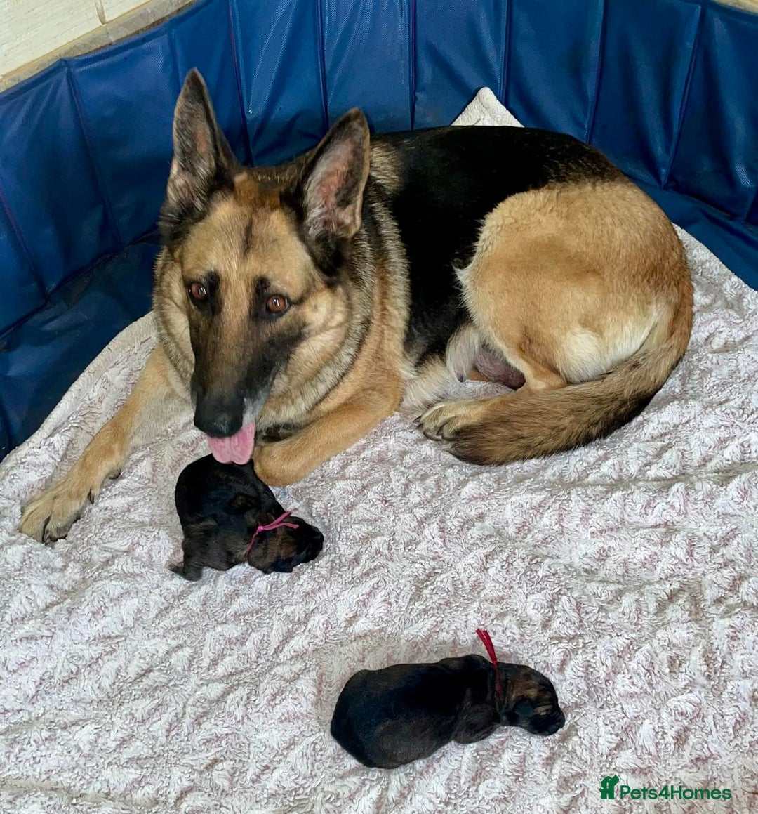 German Shepherd dogs for sale: German Shepherd Ready Forever Home  - Image 6