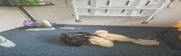 Tortoise reptiles for sale: 5 week old ducks  - Advert 2