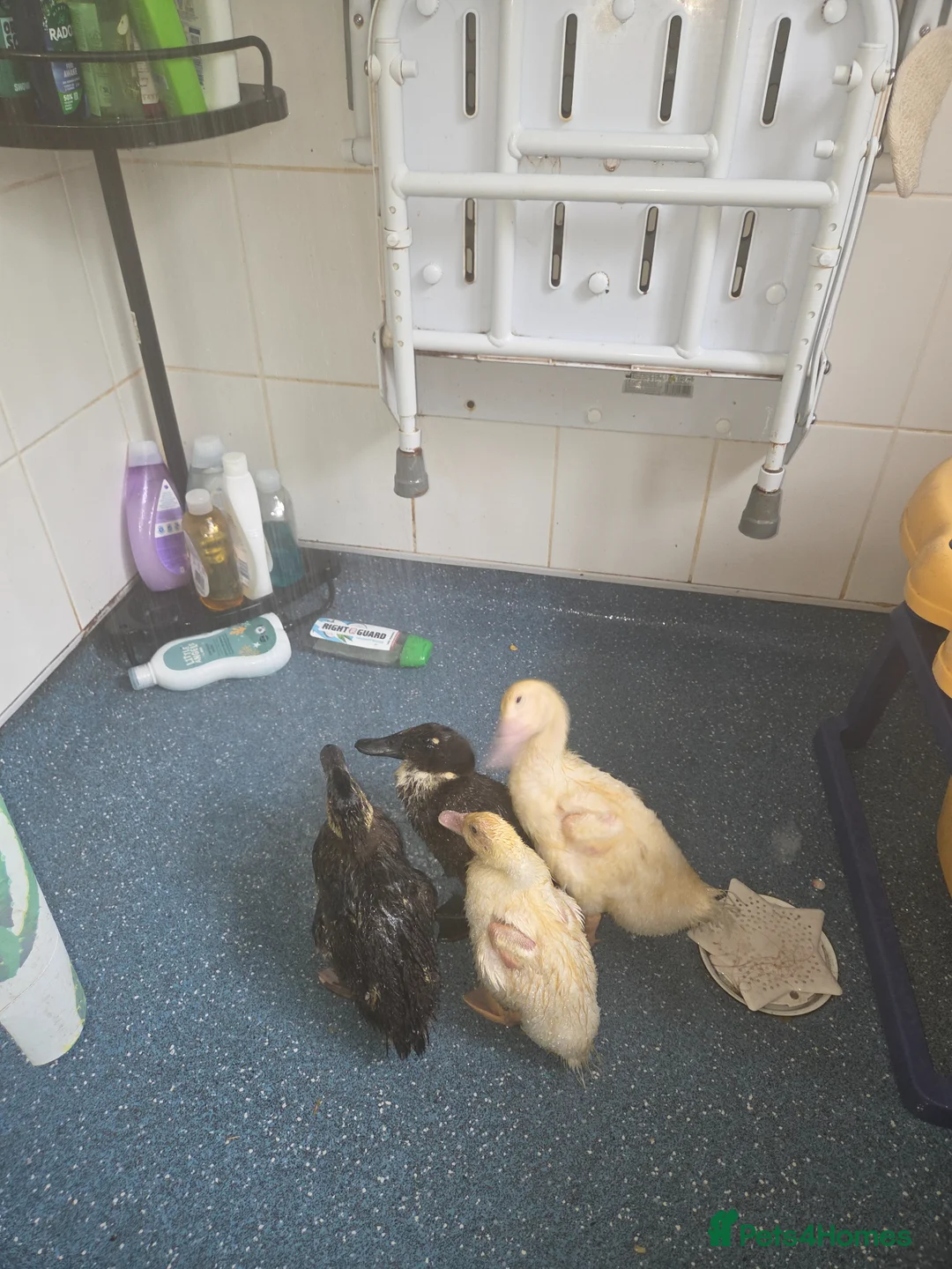 Tortoise reptiles for sale: 5 week old ducks  - Advert 2
