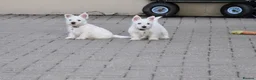 West Highland Terrier dogs for sale: West Highland terrier Puppy Girls - Advert 11