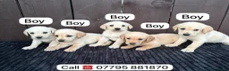 Goldador dogs for sale: Goldador puppies 9 available  - Advert 11