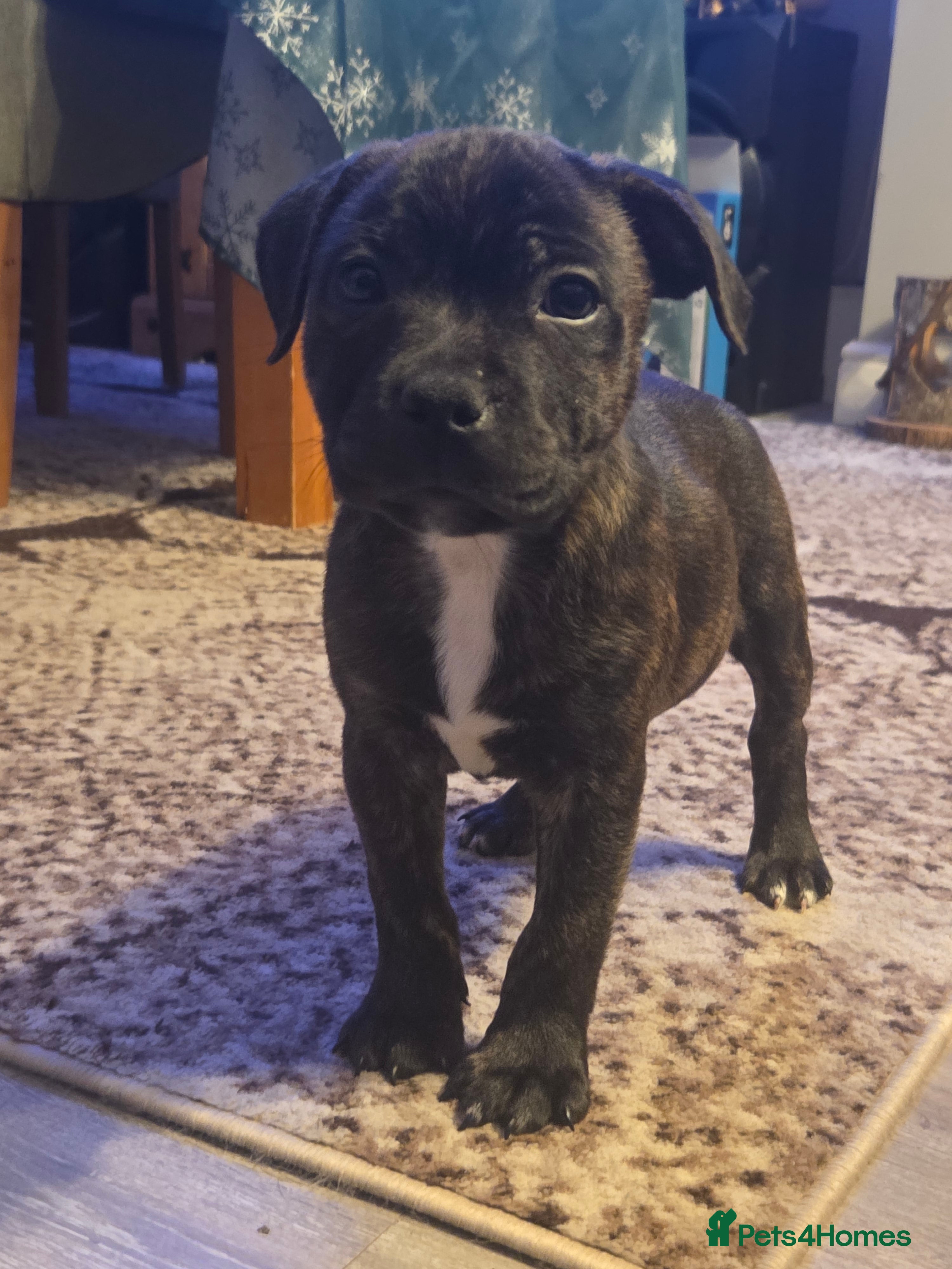 Staffordshire Bull Terrier dogs Red blue brindle Puppys Staffordshire bull terier  - Advert 5