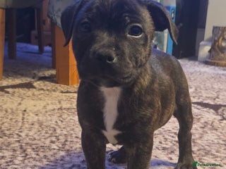 Staffordshire Bull Terrier dogs Red blue brindle Puppys Staffordshire bull terier - Advert 5