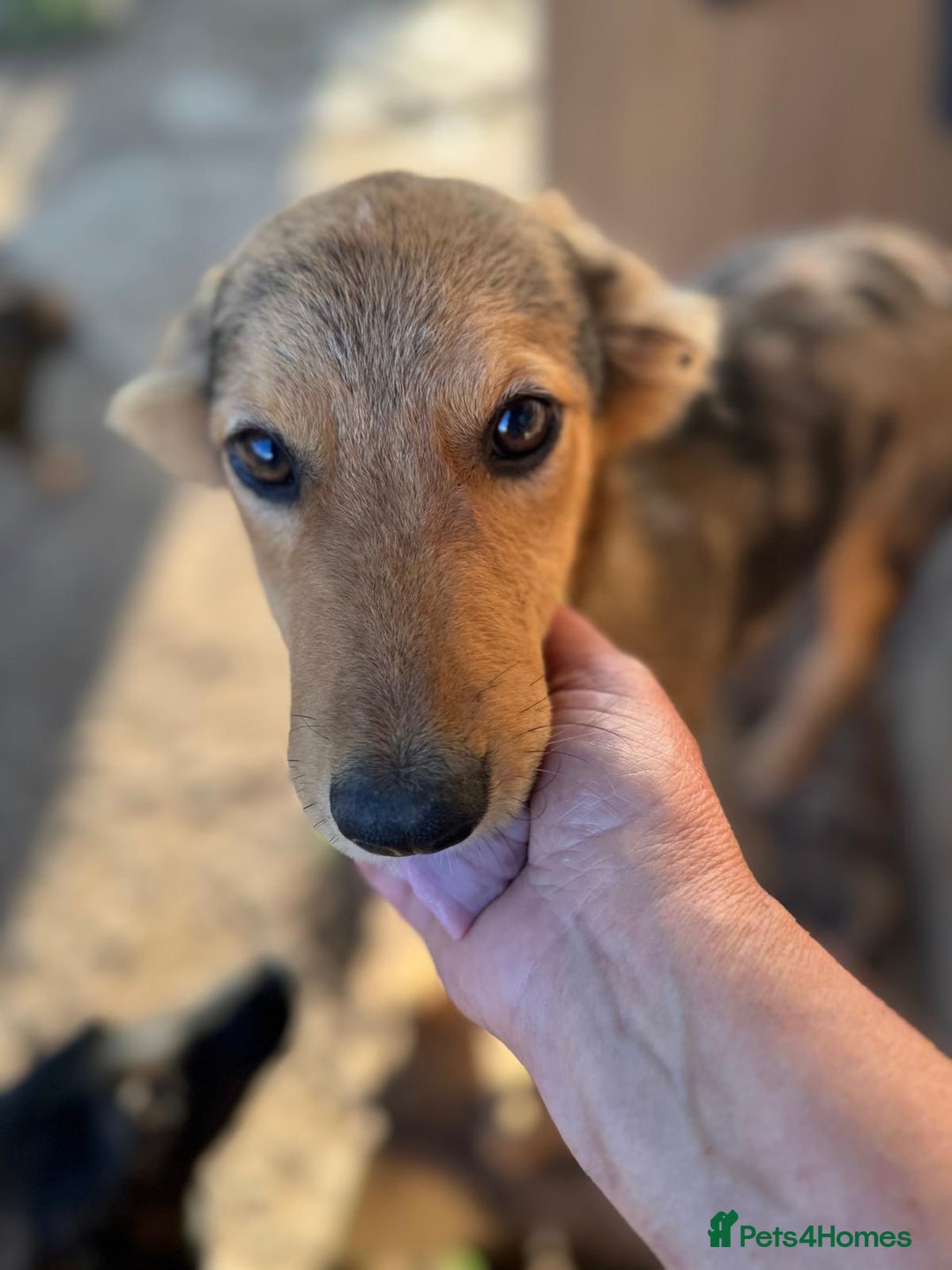 Mixed Breed dogs for adoption: JASPER - a Superb Puppy Boy, for a Loving Home - Image 14