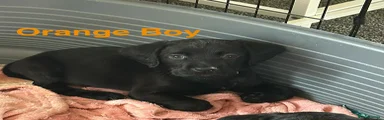 Cockerdor Puppy - Orange