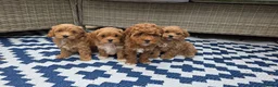Maltipoo dogs for sale:  Adorable Tiny Toy Maltipoo puppies 🐶 - Advert 3