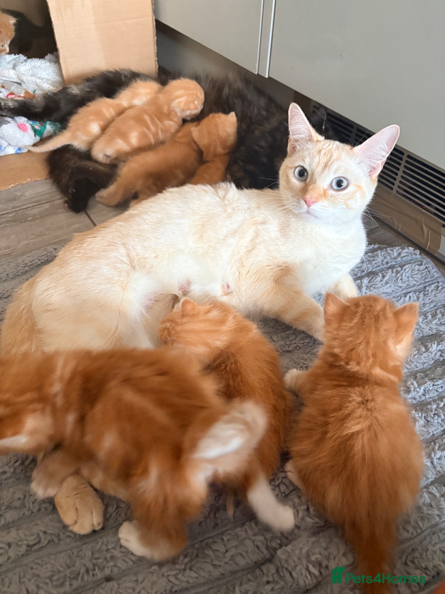 Mixed Breed cats Beautiful Ragdoll Cross Kittens - Advert 2