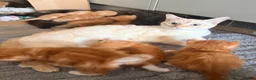 Mixed Breed cats for sale: Beautiful Ragdoll Cross Kittens - Advert 2