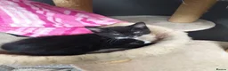 Mixed Breed cats for sale: 3 beautiful black and white kittens  in Worksop - Advert 4