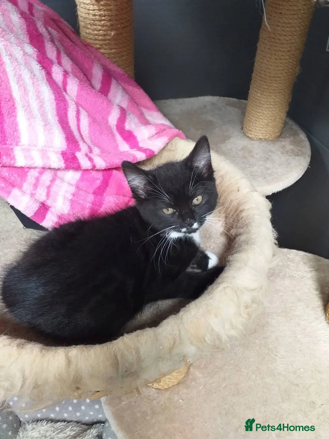 Mixed Breed cats for sale: 3 beautiful black and white kittens  in Worksop - Advert 4