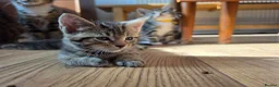 Maine Coon cats for sale: Marine Coon X kittens - Advert 7