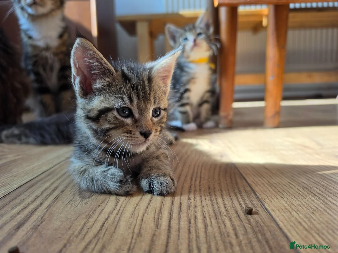 Maine Coon cats for sale: Marine Coon X kittens - Advert 7
