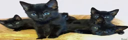Mixed Breed cats for sale: 5 black kittens 1 with 4 white feet - Advert 4