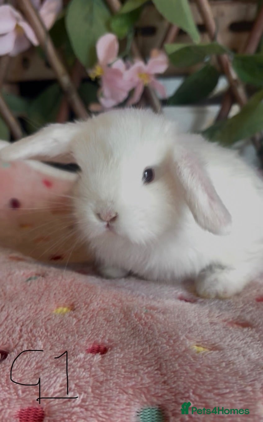 Mini Lop rabbits Mini lops  - Advert 11