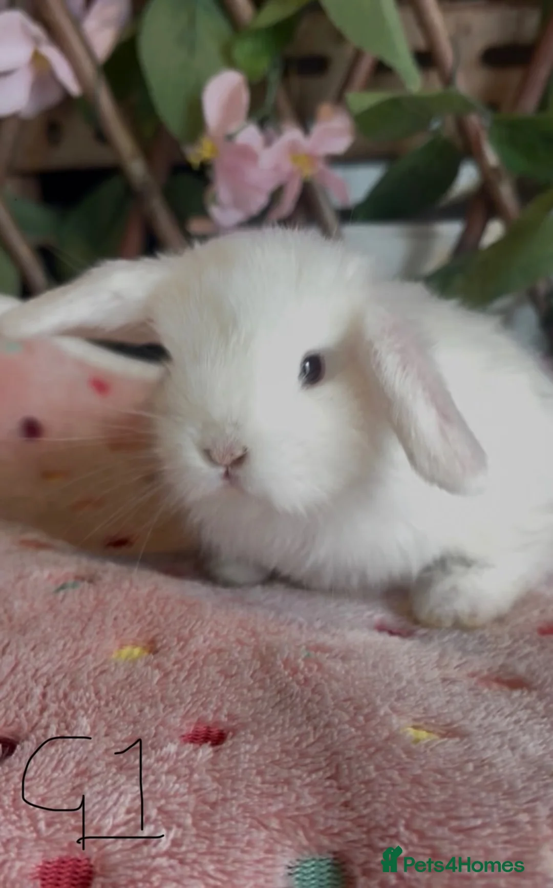Mini Lop rabbits for sale: Mini lops  - Advert 1