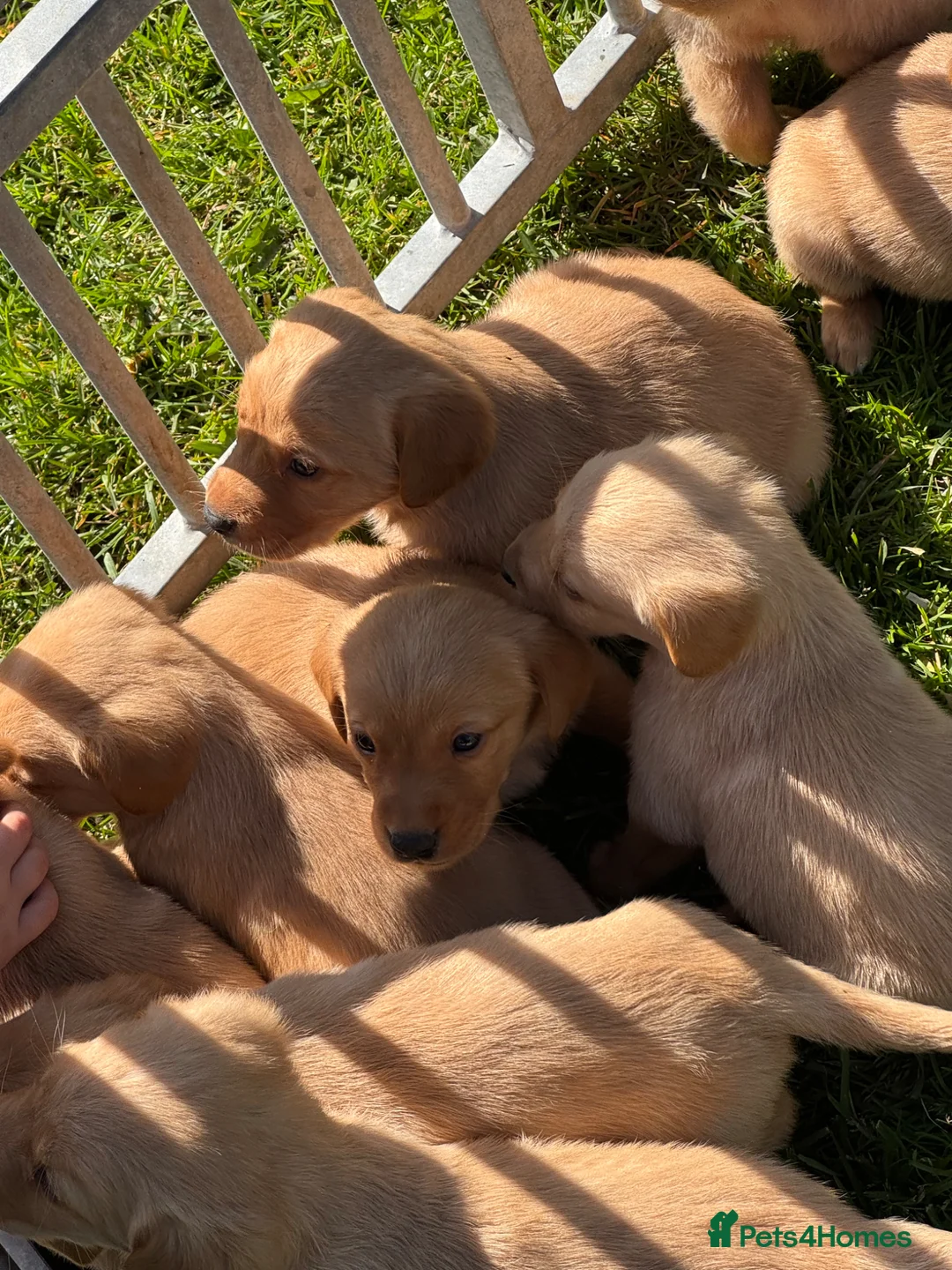 Goldador dogs for sale: 💛⭐️❤️☀️Fox Red Goldador Puppies for sale💛⭐️❤️🌟 - Advert 2