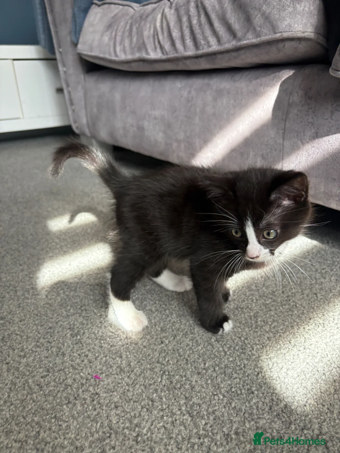 Mixed Breed cats for sale: Kitten for sale  in Eastleigh - Advert 8