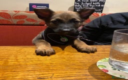 Belgian Shepherd Dog dogs for sale: Belgian Malinois puppy LILO - Image 15