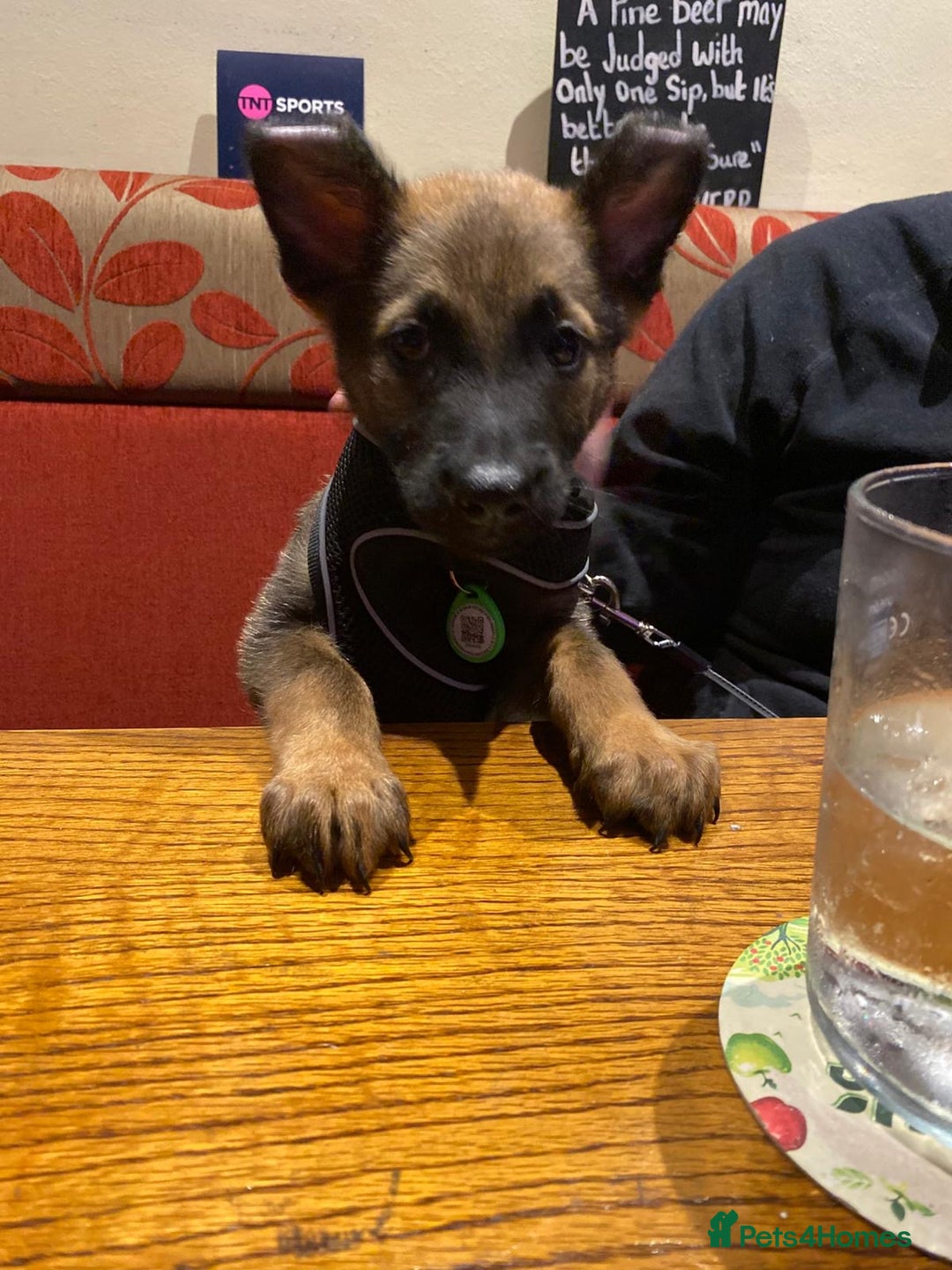 Belgian Shepherd Dog dogs for sale: Belgian Malinois puppy LILO - Image 15