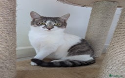 Mixed Breed cats for sale: Cats 🥰 - Image 6