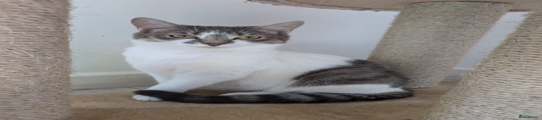 Cat 3