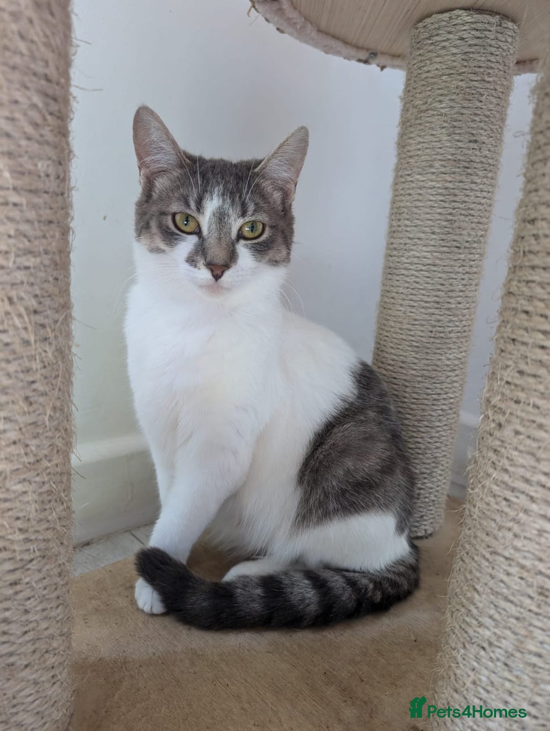 Mixed Breed cats for sale: Cats 🥰 - Image 6