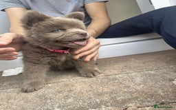 Mixed Breed dogs for sale: Chow chow cross for rehoming - Image 1