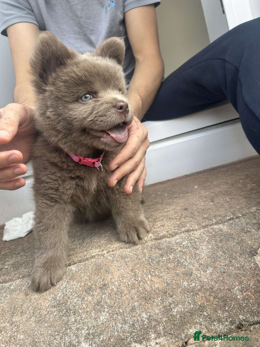 Mixed Breed dogs for sale: Chow chow cross for rehoming - Image 1