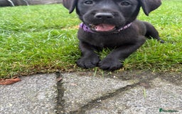 Labrador Retriever dogs for sale: ⭐️READY TO GO NOW⭐️KC Reg Labrador Puppies  - Image 28
