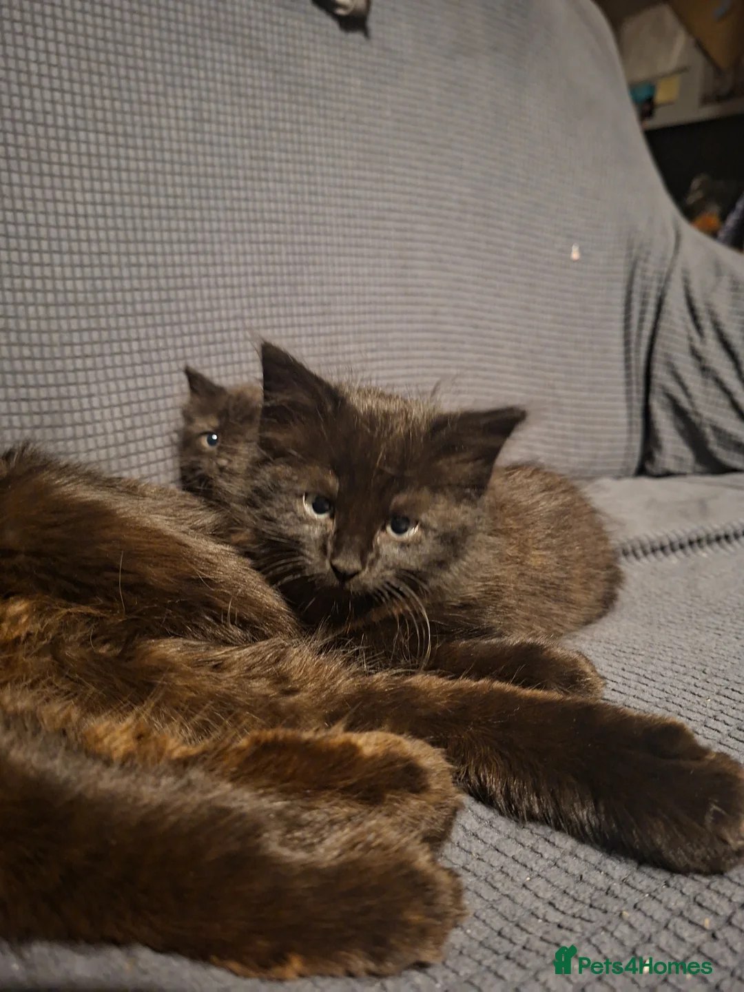 British Longhair cats for sale: Super cute fluffy black/ brown kittens - OBO in London - Advert 2