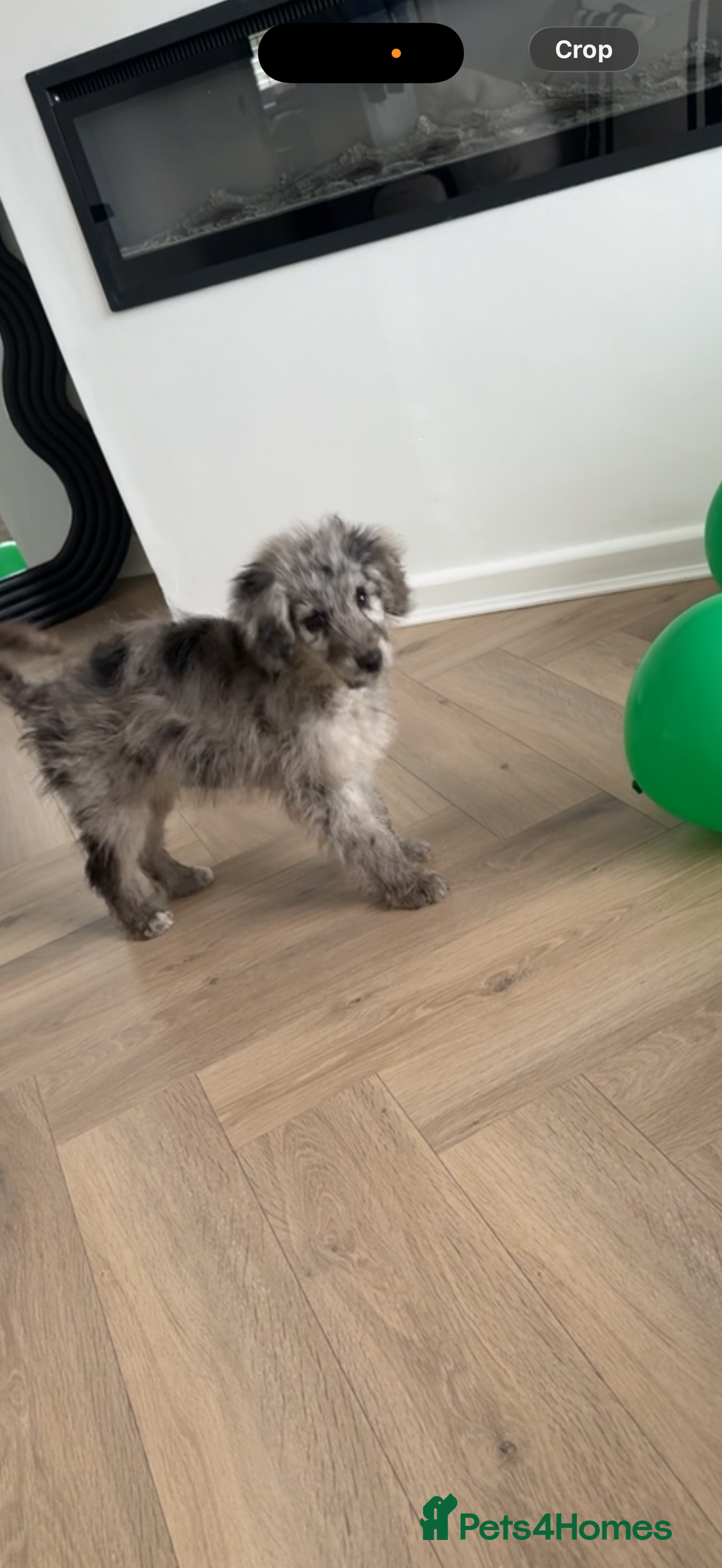 Goldendoodle dogs for sale: Merl goldendoodle puppy  - Advert 1