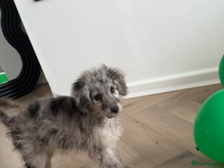 Goldendoodle dogs Merl goldendoodle puppy - Advert 10