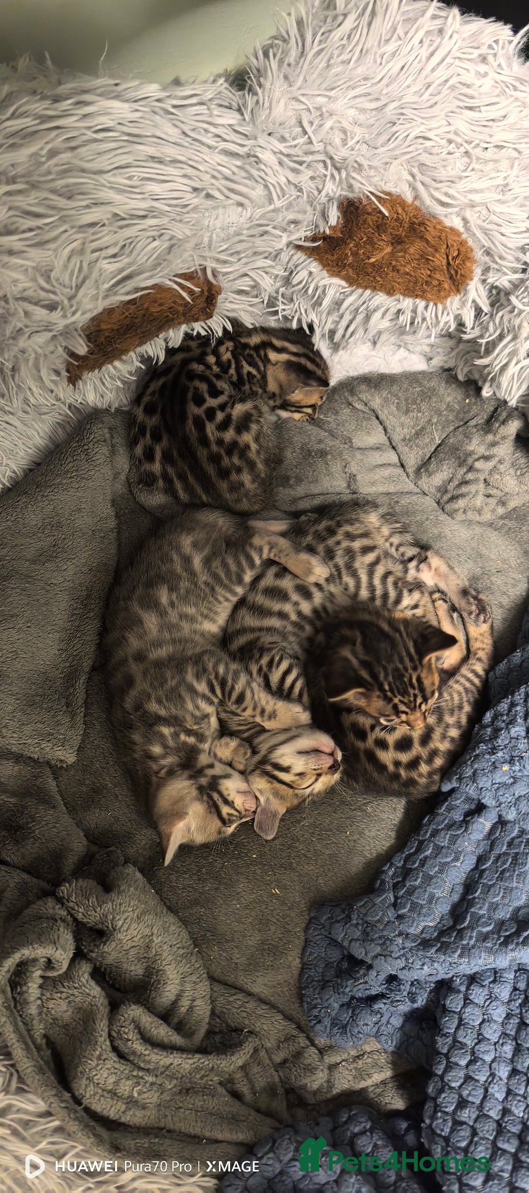 Bengal cats for sale: Bengal babies  - Advert 9