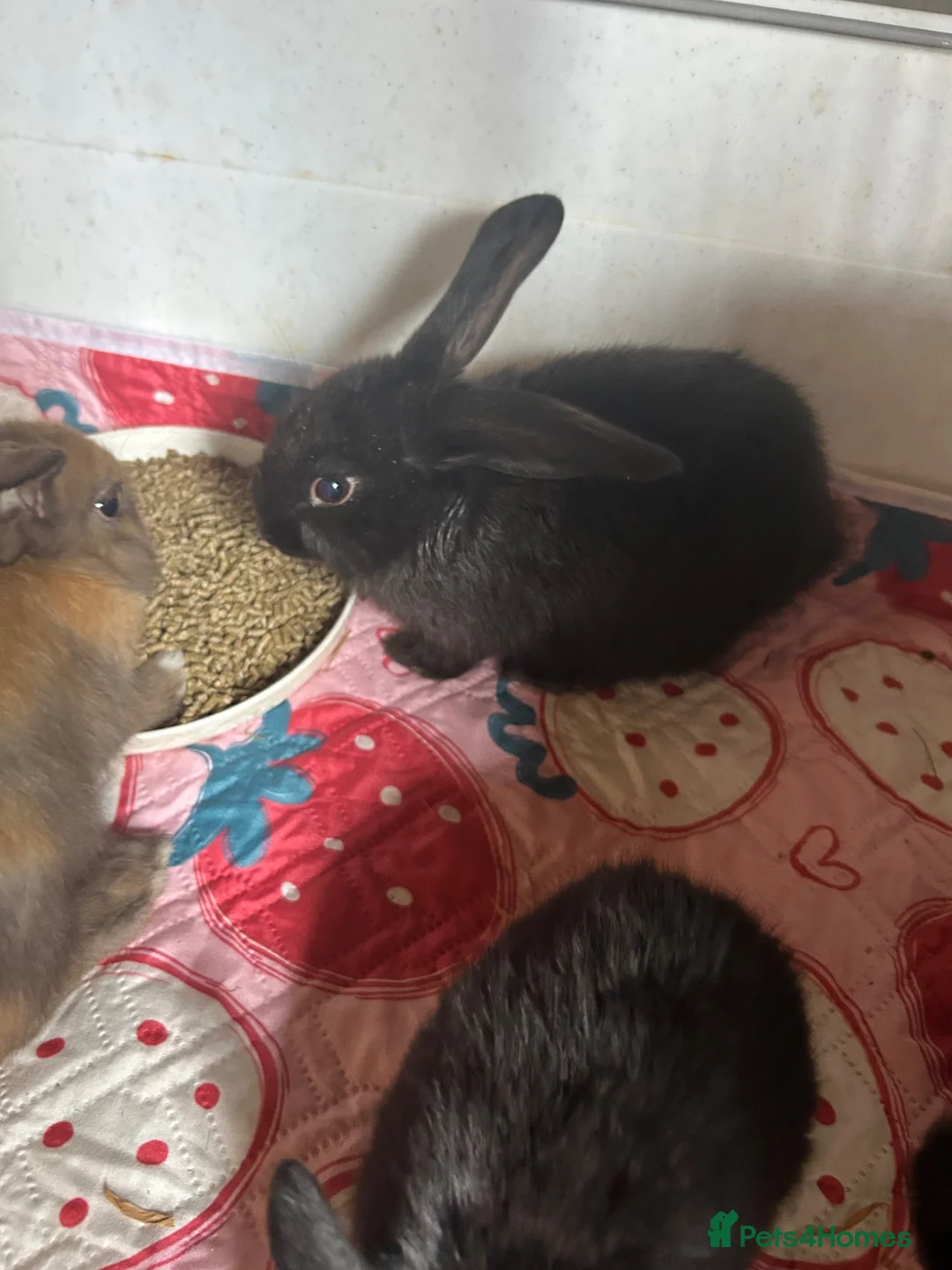 Mixed Breed rabbits for sale: Gorgeous friendly baby rabbits - Advert 5