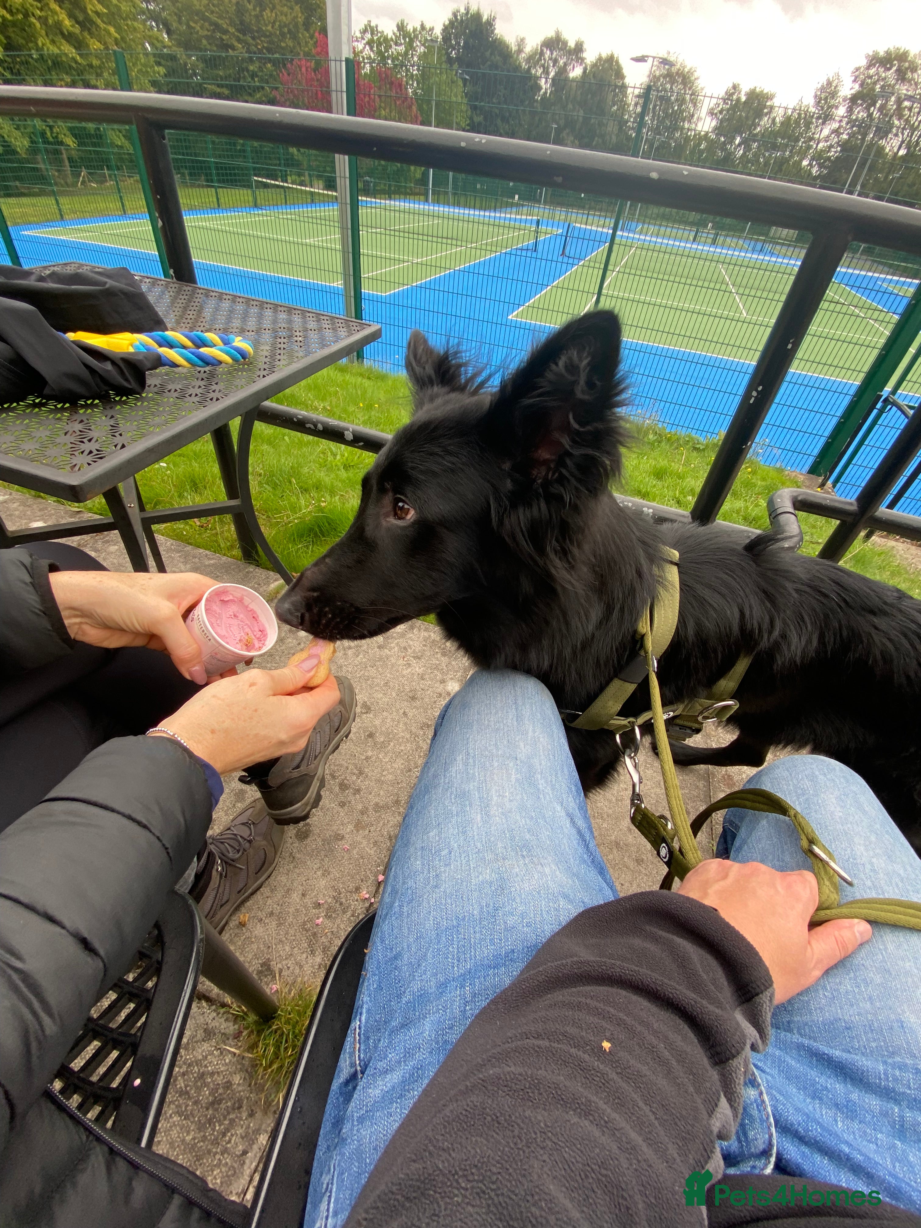 German Shepherd dogs Loyal 1yr Black Male German Shepherd - Advert 5