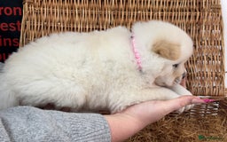 Chow Chow dogs for sale: 4 FEMALES POLAR WHITE CHOW CHOW  - Image 14