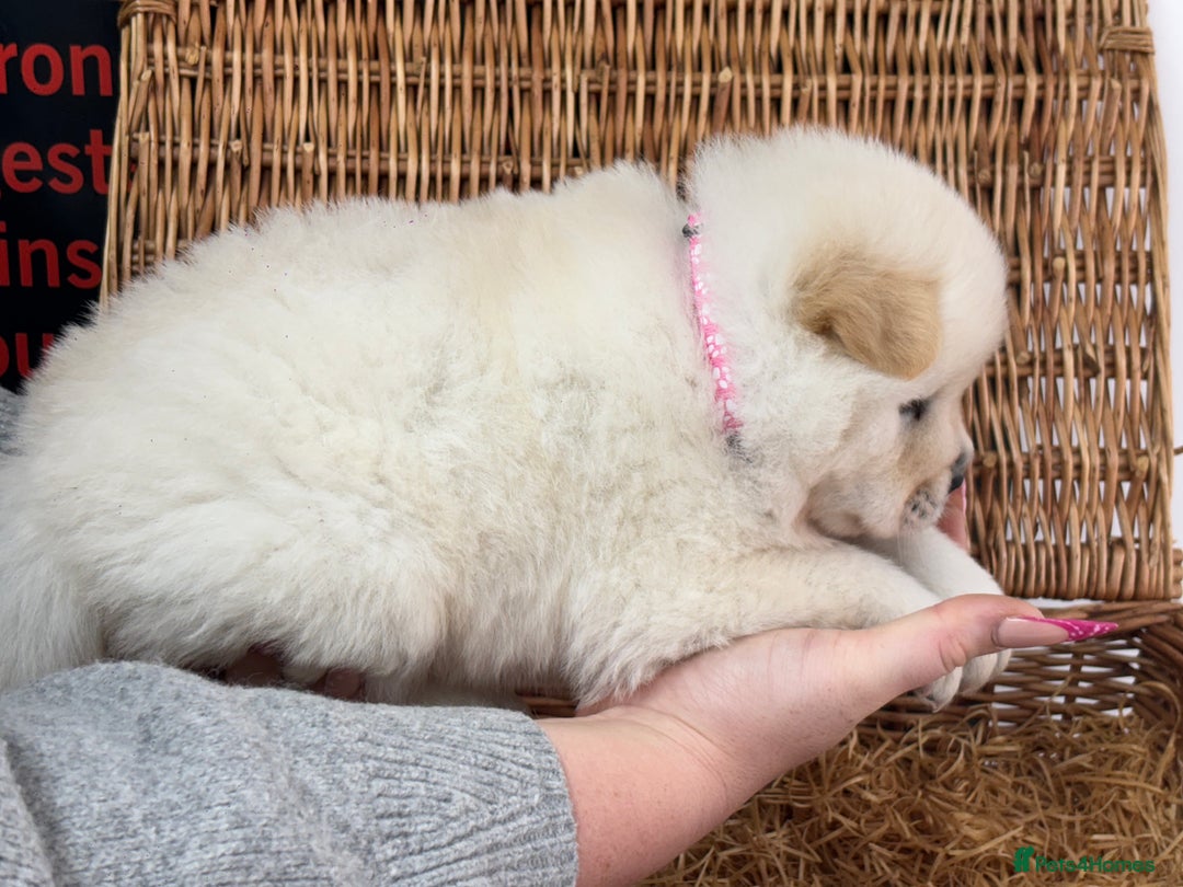 Chow Chow dogs for sale: 4 FEMALES POLAR WHITE CHOW CHOW  - Image 14