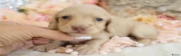 Miniature Dachshund dogs for sale: KC Longhair Miniature Dachshund Puppies in Wisbech - Advert 13