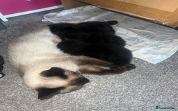 Siamese cats for sale: 3x Beautiful Siamese crossed tabby kittens  - Image 8