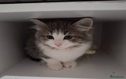 Maine Coon cats for sale: Beautiful Grey/White Part Maine Coon Kitten - Image 12