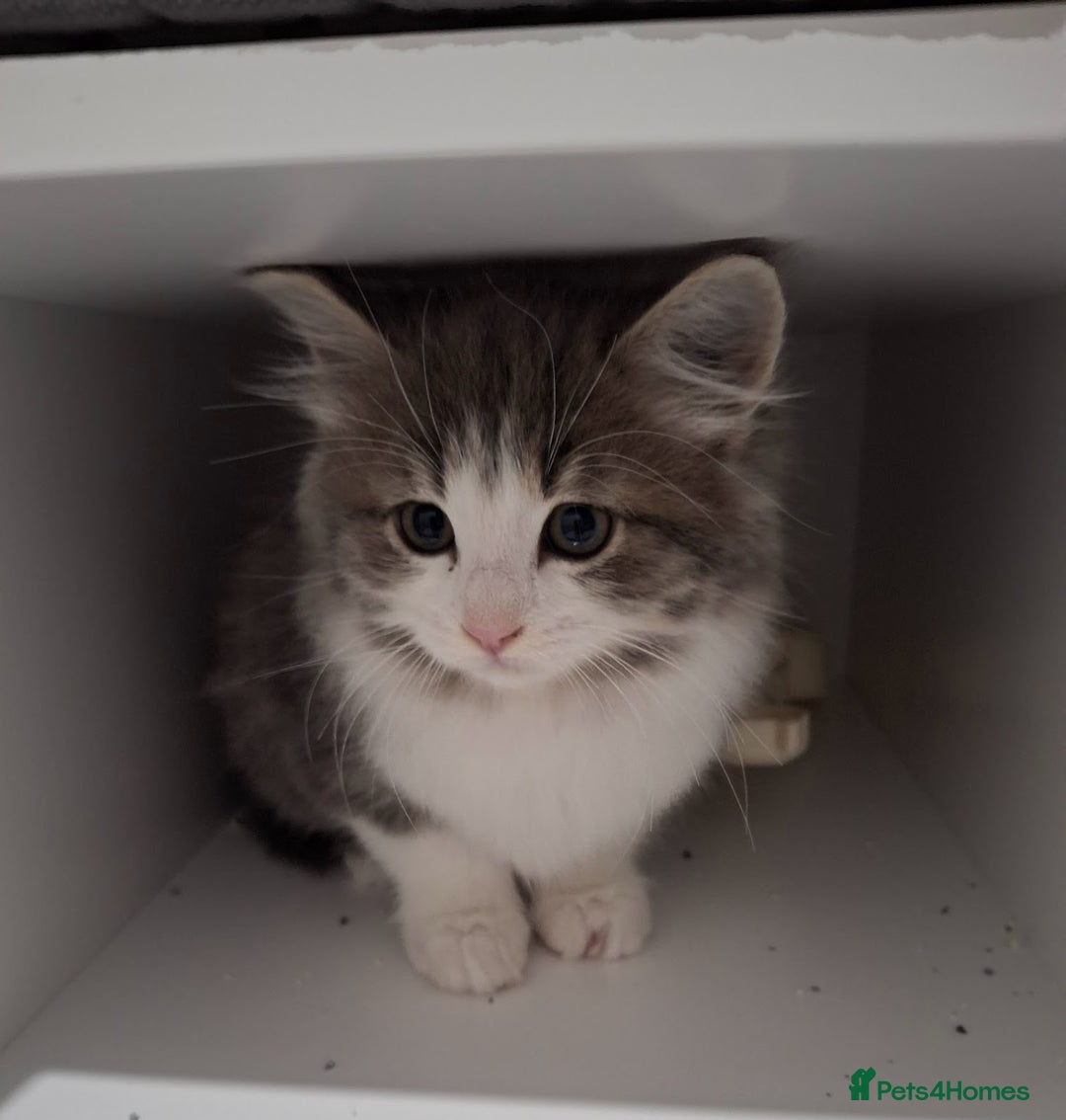 Maine Coon cats for sale: Beautiful Grey/White Part Maine Coon Kitten - Image 12