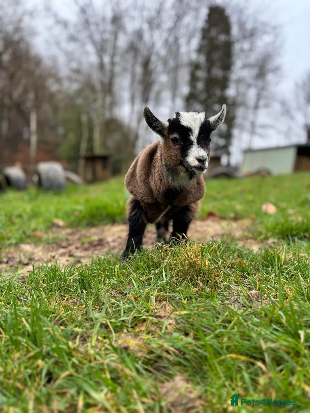 Goats livestock for sale: Twin Boy  Pygmy Goats  - Advert 1