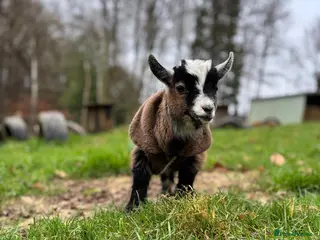 Goats livestock Twin Boy Pygmy Goats - Advert 5