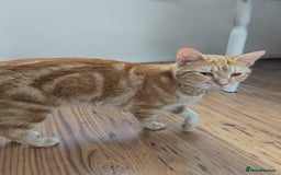 Domestic Shorthair cats for sale: Adorable Kittens Looking for Their Forever Homes - Image 6