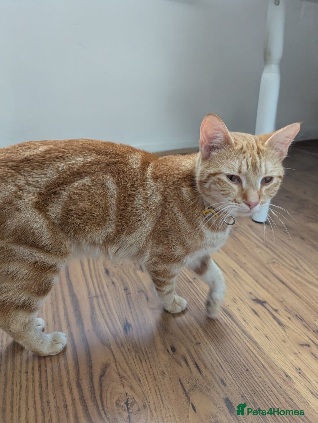 Domestic Shorthair cats for sale: Adorable Kittens Looking for Their Forever Homes - Image 6
